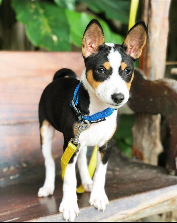 BASENJI & HAVANESE BREEDERS